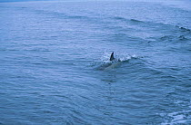 Common dolphin {Delphinus delphis} W Scotland UK
