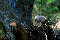 Crested eagle juvenile feeding at nest {Morphnus guianensis} Puerto Maldonado Amazonia Peru