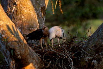 Crested eagle female juvenile on nest {Morphnus guianensis} Puerto Maldonado Amazonia Peru