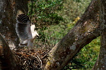 Crested eagle juvenile stretching wings on nest {Morphnus guianensis} Peru