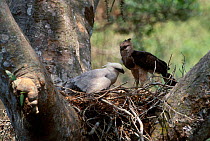 Crested eagle female juvenile on nest {Morphnus guianensis} Puerto Maldonado Amazonia Peru