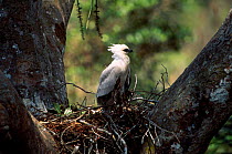 Crested eagle juvenile on nest {Morphnus guianensis} Puerto Maldonado Amazonia Peru