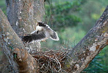 Crested eagle juvenile practice flight on nest {Morphnus guianensis} Peru Puerto