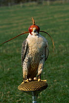 Prairie falcon on post wearing hood (Falco mexicanus} Dorset UK captive
