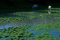 Cows grazing in flooded pasture land Seille river Lorraine Regional Park France