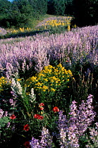 {Salvia sclarea} flowers used in perfume industry. Lure mountain Provence France