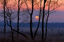 Winter sun rising through Birch trees Kalmthoutse Heide Belgiu
