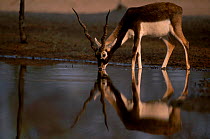 Blackbuck male drinking {Antilope cervicapra} Thar desert Rajasthan India