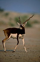 Blackbuck male {Antilope cervicapra} Thar desert Rajasthan India