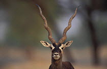 Blackbuck male portrait {Antilope cervicapra} Thar desert Rajasthan India