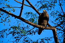 Crested serpent eagle calling {Spilornis cheela} Kaziranga NP Assam India