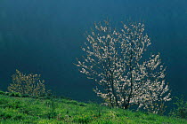 Cherry tree {Prunus sp} flowering Auvergne France