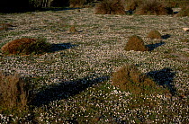 Common daisies {Bellis perennis} {Salicornia} growing in lawn. Camargue France
