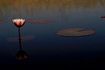 Single water lily flower {Nymphaea nouchali caerulea} Okavango Delta Botswana