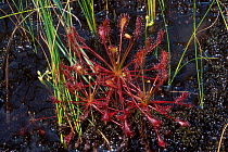 Common sundew plant {Drosera rotundifolia} New Jersey USA