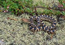 Pine gopher snake juvenile {Pituophis melanoleucus} New Jersey USA