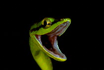 Short nosed vine snake threat display {Oxybelis brevirostris} Ecuador