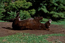 Poitou donkey rolling (rare breed) USA {Equus asinus}