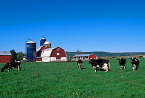Holstein cows grazing beside dairy farm {Bos taurus} New York USA