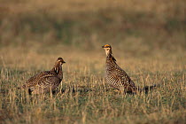 Prairie chicken males in stand off {Tympanuchus cupido} Wisconsin USA