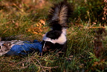 Striped skunk male with tail raised in alarm {Mephitis mephitis} captive Minnesota USA