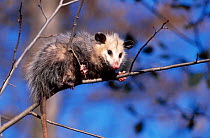 Common opossum in tree {Didelphis marsupialis} captive Minnesota USA