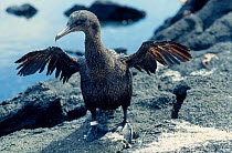 Flightless cormorant drying wings {Nannopterum harrisi} Galapagos