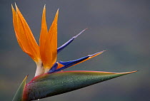 Bird of paradise flower {Strelizia sp} Tenerife Canary Is