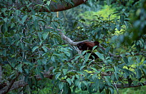 White browed gibbon in tree {Hylobates hoolock} Yunnan Chin