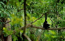 White cheeked gibbon feeding in tree {Hylobates concolor leucogenys} Yunnan China