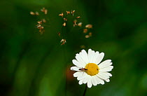 Marguerite flower {Leucanthemum vulgare} with {Leptura sanguinalenta} beetle. Sweden
