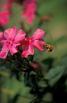 Honey bee {Apis mellifera} flying to {Phlox paniculata} flower. Sweden
