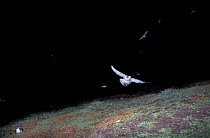 Thin-billed prion flying to nesting site at night {Pachyptila belcheri} Falklands