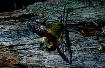 Broad bearded bee hawk moth {Hemaris fuciformis} UK