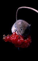 Bank vole on berries {Clethrionomys glareolus} captiv
