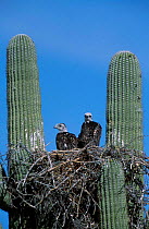 Red tailed hawk {Buteo jamaecensis} juveniles at nest in Saguaro cactus. Arizona USA