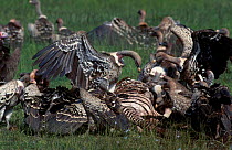 Ruppells griffon vultures feed on zebra carcass {Gyps rueppellii} Serengeti Tanzania