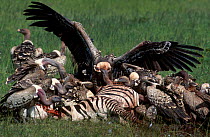 Ruppells griffon vultures feed on zebra carcass {Gups rueppellii} Serengeti Tanzania