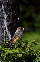 Siberian jay perched in conifer {Perisorius infaustus} Kuusamo Finland