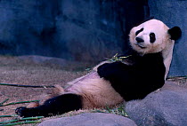 Giant panda feeding on bamboo {Ailuropoda melanoleuca} Atlanta Zoo Georgia USA