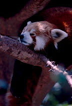Red panda resting in tree {Ailurus fulgens} Atlanta Zoo Georgia USA