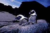 Black footed (jackass) penguin pair {Spheniscus demersus} Cape peninsular NP South Africa