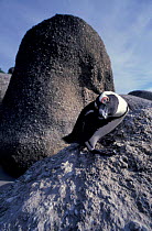 Black footed (jackass) penguin looking quizzical {Spheniscus demersus} Cape P NP S Africa