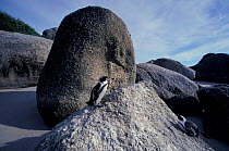 Black footed (jackass) penguin {Spheniscus demersus} Boulders Cape peninsular NP South Africa