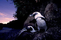 Black footed (jackass) penguin pair on nest {Spheniscus demersus} Cape P NP S Africa