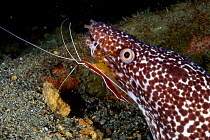 Spotted moray eel with cleaner shrimp {Gymnothorax moringua} Bonaire Caribbean