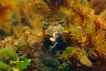 Golden ringed dragonfly larva {Cordulegaster boltonii} feeding on tadpole, underwater.