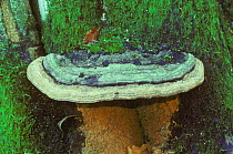 Artist's fungus {Ganoderma applanatum} growing on tree trunk, UK.