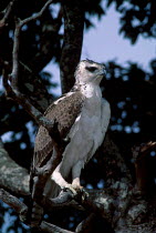 Martial eagle juvenile {Polemaetus bellicosus} Masai Mara Kenya