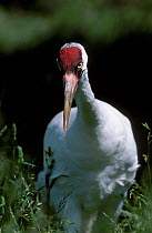 Whooping crane portrait {Grus americana} captive Patuxent crane centre USA